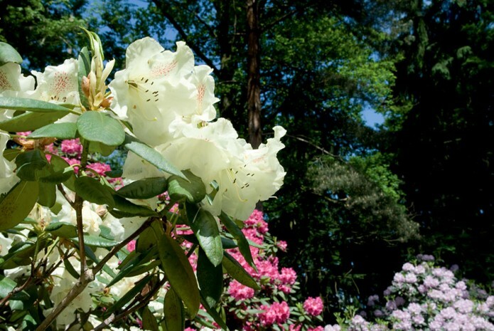 Stock photo of River lined with Rhododendron (Rhododendron) trees