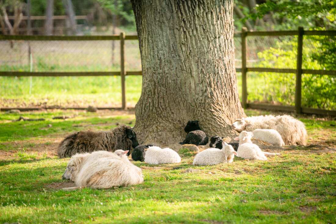 Tiere auf einer Wiese